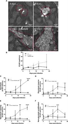 Eimeria bovis Macromeront Formation Induces Glycolytic Responses and Mitochondrial Changes in Primary Host Endothelial Cells